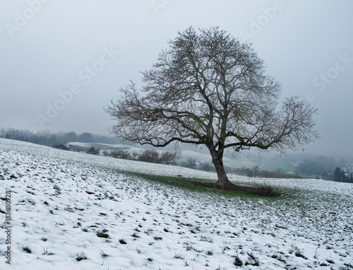 Kahler Baum auf winterlicher Flur