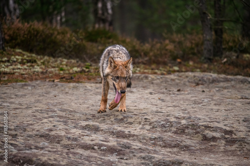 The gray wolf or grey wolf  Canis lupus  standing on a rock