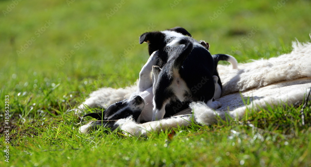 playing puppies, two cute small puppies playing in the garden playing puppies, two cute small puppies playing in the garden