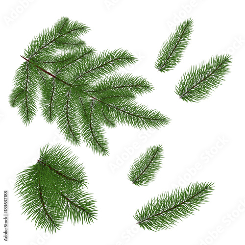 Set: fir branches. Fir tree branches for decoration. Drawing. Isolated on white background without shadow. close-up.