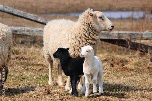 Mother sheep with Black and White Baby Lambs