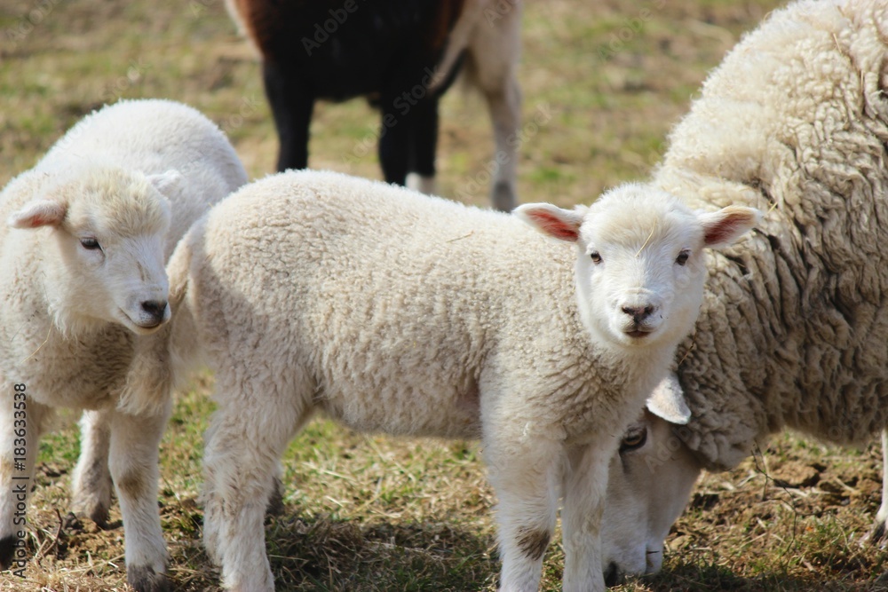 Flock of adorable Lambs