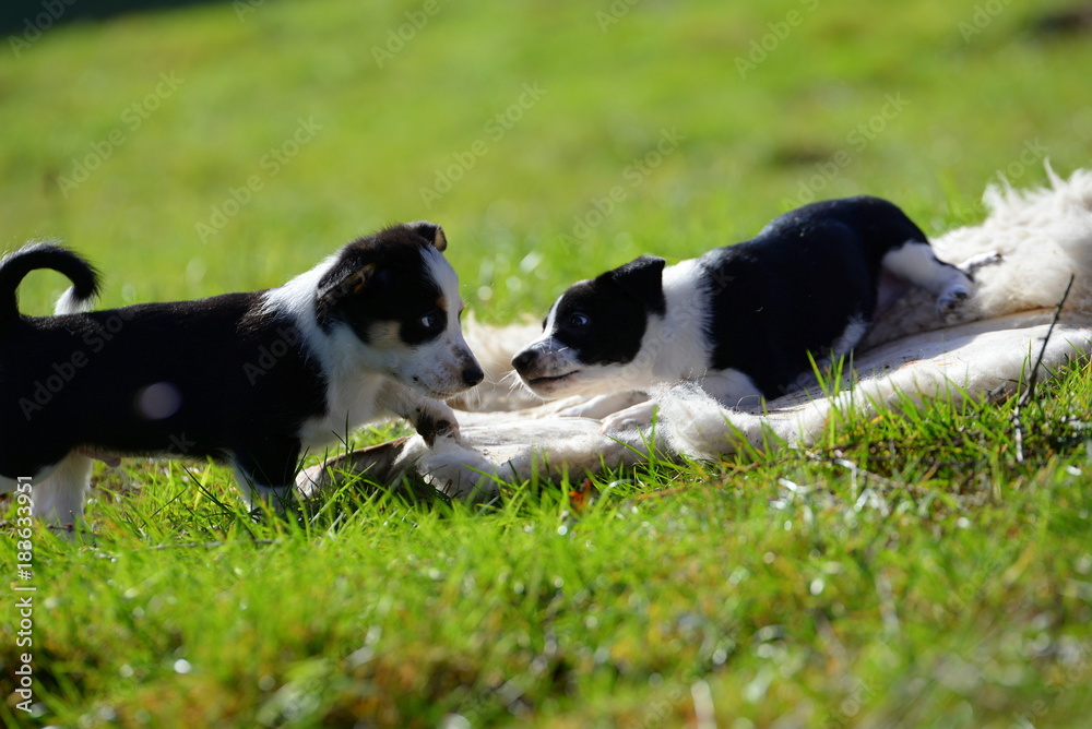 puppy world, two cute puppies playing in the gras puppy world, two cute puppies playing in the gras