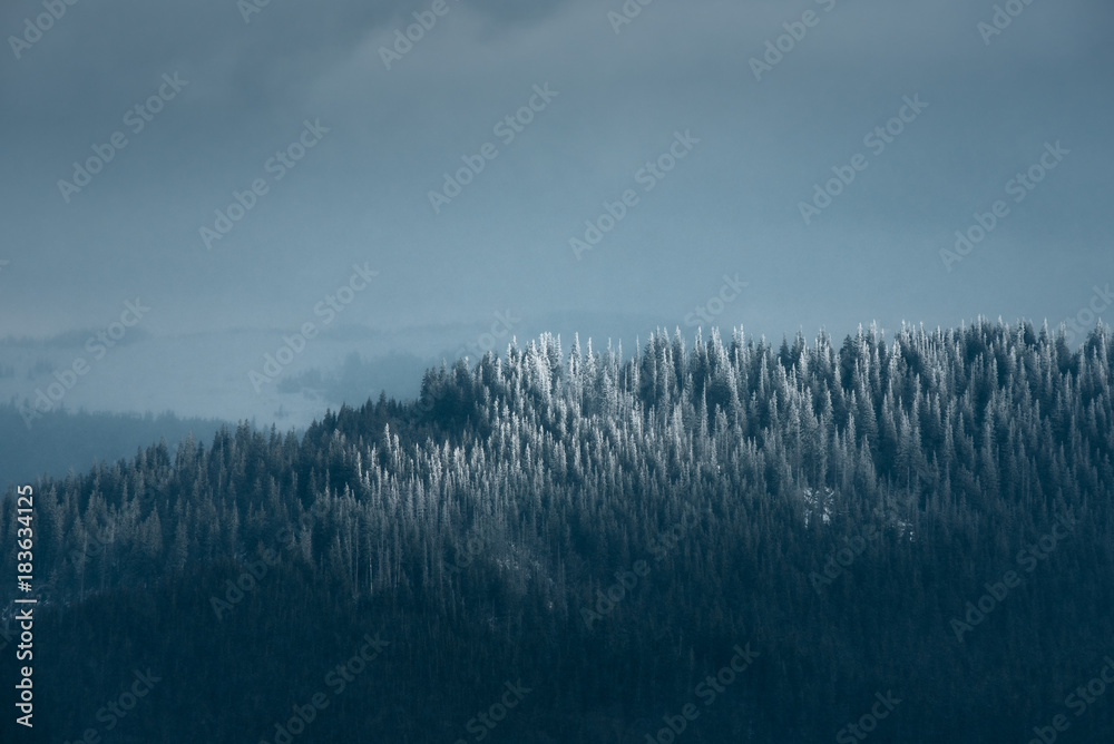 Mountain slope with fir trees covered with white snow. Winter landscape of mountains