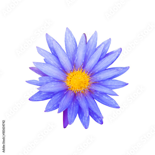 Purple lotus flower isolated on white background.  This has clipping path.