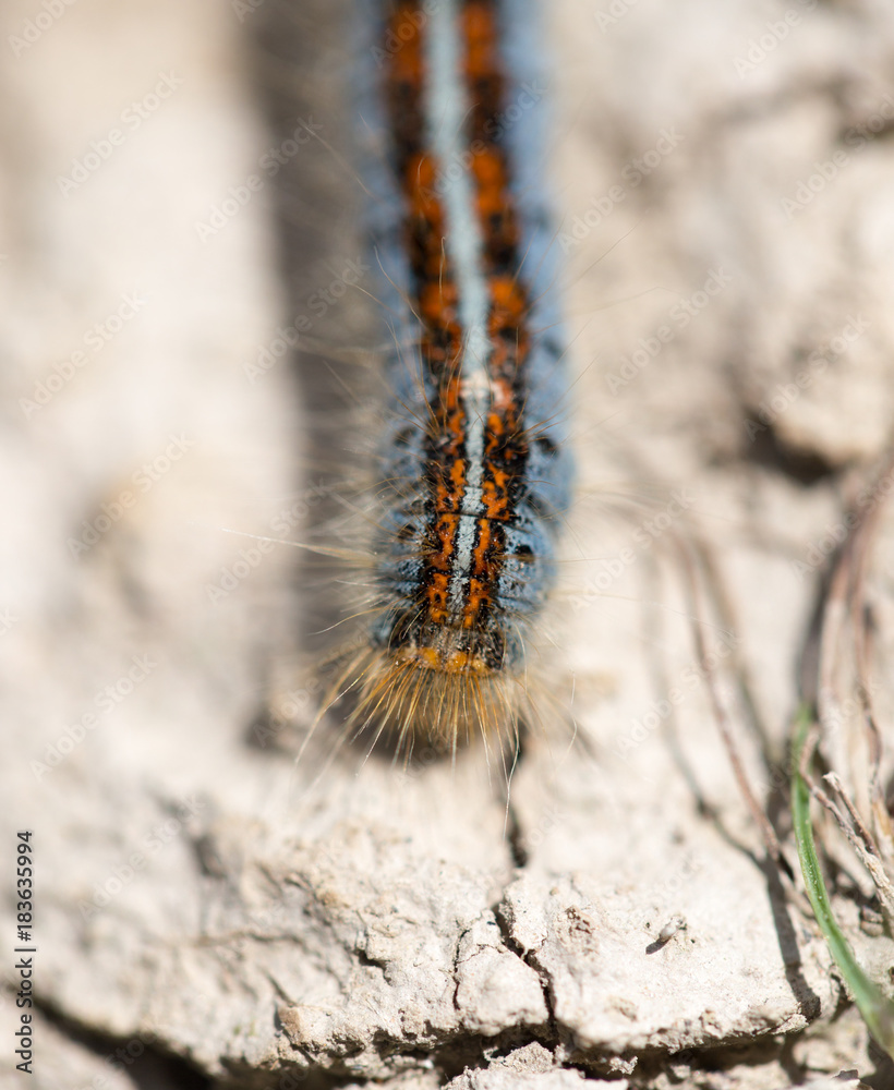 caterpillar on the ground in the nature close-up caterpillar on the ground in the nature close-up