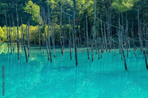 Blue pond in Biei, Hokkaido, Japan.