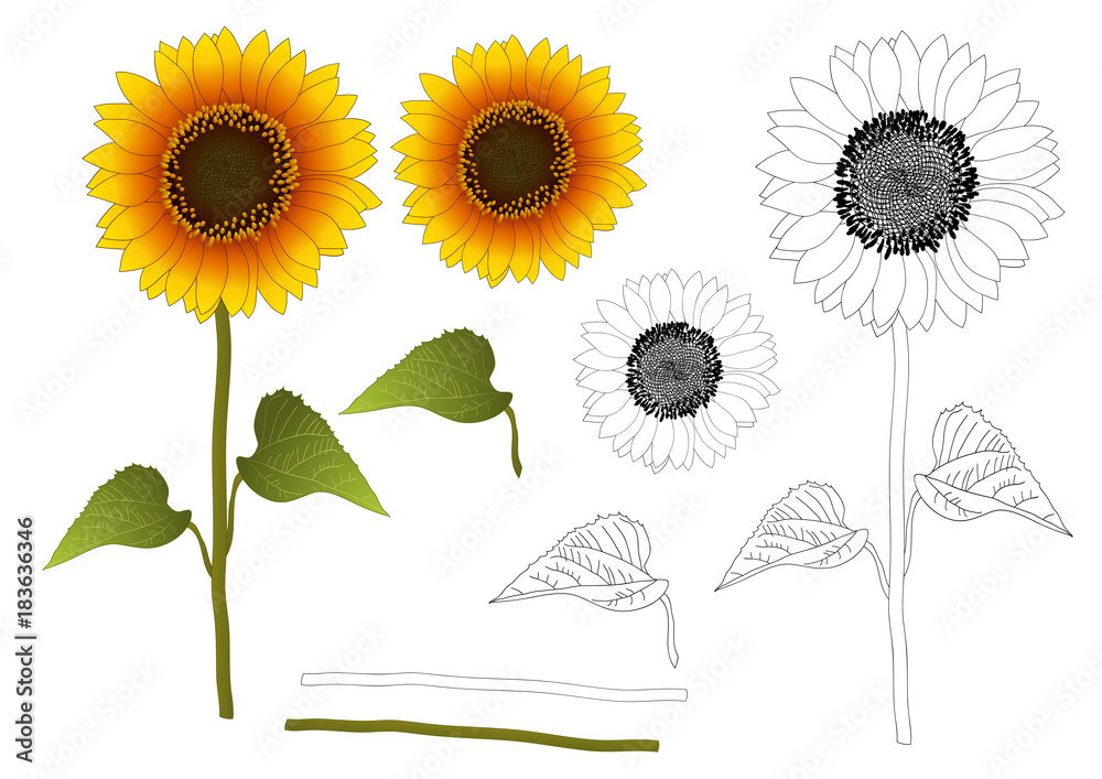 Naklejka premium Sunflower Outline
