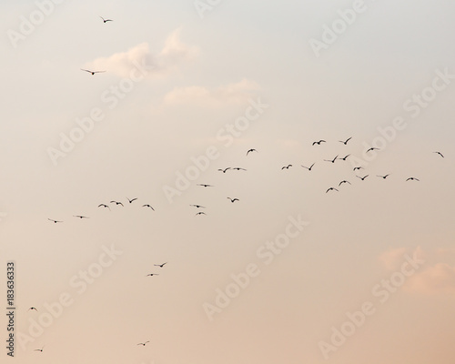 a flock of seagulls in the sky at sunset © schankz