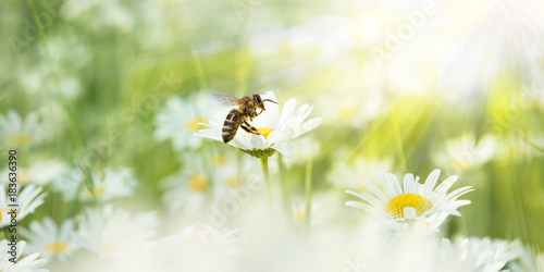 Fototapeta Naklejka Na Ścianę i Meble -  Daisies in the sunlight with bee on a blooming flower