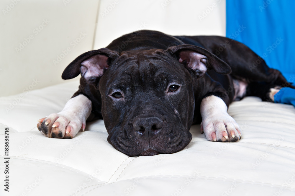 Black american sales staffordshire terrier puppies