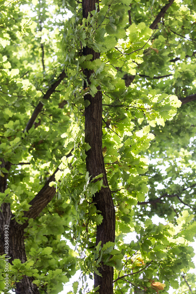 Fototapeta premium green oak leaves in nature
