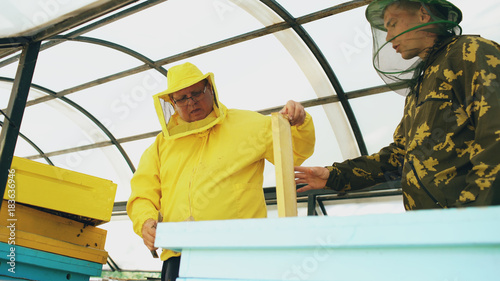 Two beekeepers checking frames and harvesting honey while working in apiary on summer day
