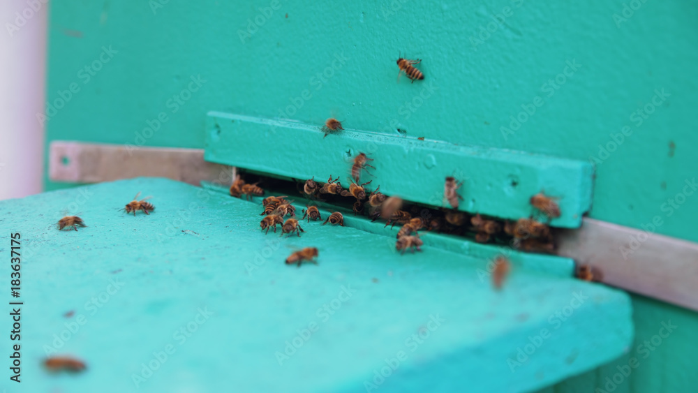 Closeup of bees flying into beehive entrance on summer day Closeup of bees flying into beehive entrance on summer day