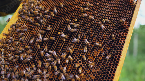 Closeup of bees in honey wooden frames in apiary