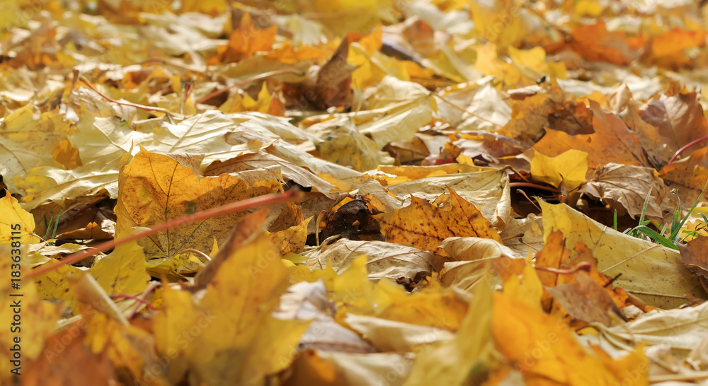 pile of old yellow maple leaves fell to the ground in late fall pile of old yellow maple leaves fell to the ground in late fall
