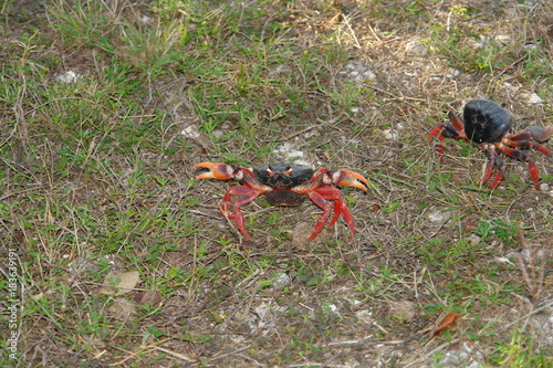 Red Migrating crab Cuba Gecarcinus ruricola on the road photo