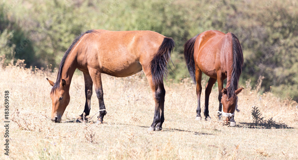 herd of horses in the pasture in the fall herd of horses in the pasture in the fall