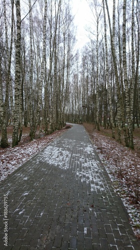 Landscape with Birches in the park of Lithuania