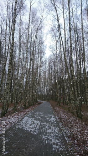 Birches in the park