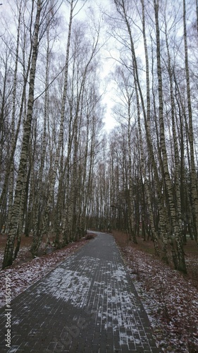 Path in the middle of birches
