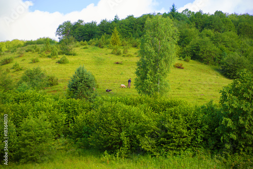 Beautiful summer landscape Carpathian village sheep pasture