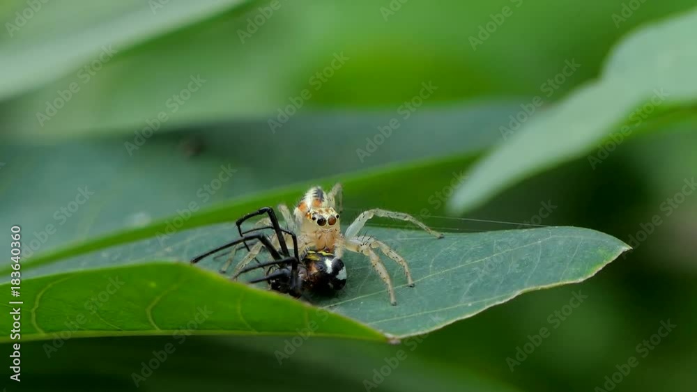 Jumping spider biting prey, black spider, on leaves in tropical rain forest. Jumping spider biting prey, black spider, on leaves in tropical rain forest.