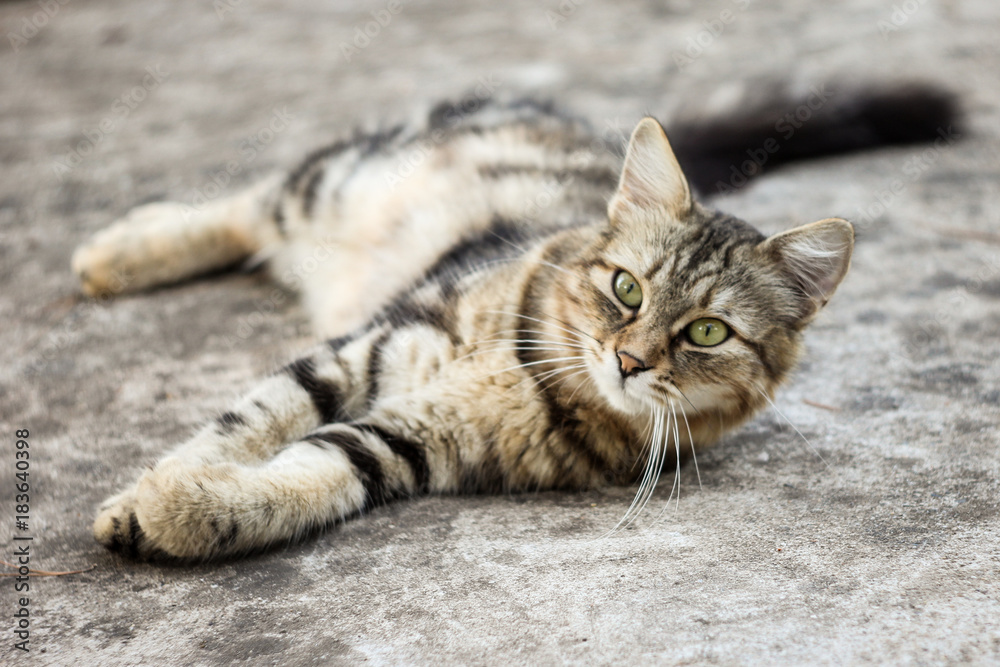 Obraz premium cat