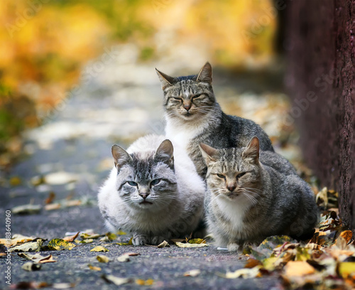 three funny stray cat lying in the street in the sun in the fall and the entrance