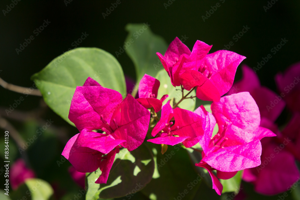 Pink  Bougainvillea flower in dark background