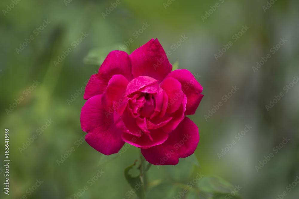 Dark pink of Damask Rose flower.