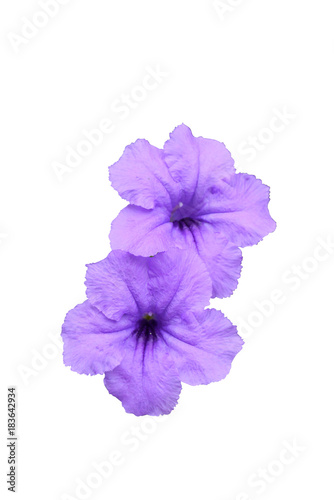 Ruellia tuberosa flower.