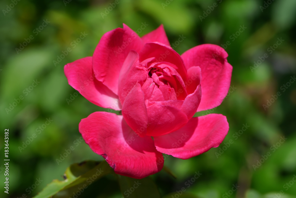 Dark pink of Damask Rose flower.