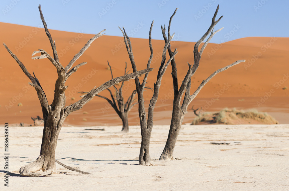 Dead acacia trees and dunes in the Namib desert / Dunes and dead acacia trees in the Namib desert, Dead Vlei, Sossusvlei, Namibia, Africa. Dead acacia trees and dunes in the Namib desert / Dunes and dead acacia trees in the Namib desert, Dead Vlei, Sossusvlei, Namibia, Africa.
