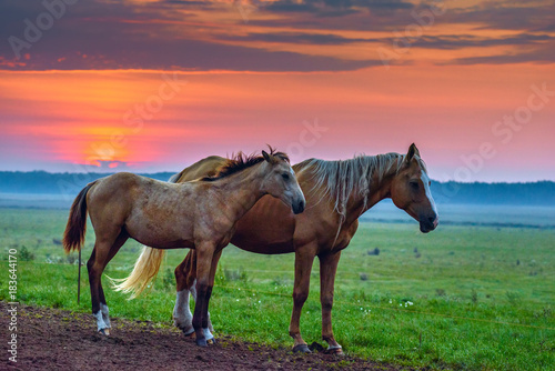 horses graze at dawn © shymar27