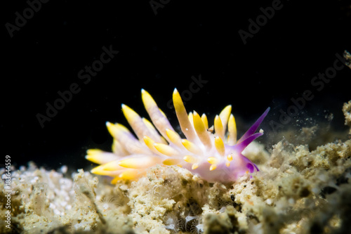 Sea Slug or Nudibranchia © robbinchang