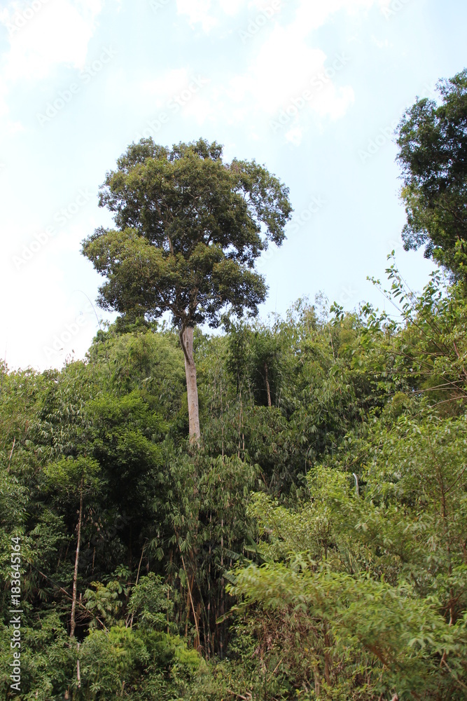 Fototapeta premium Thailand - Khao Sok - Nationalpark