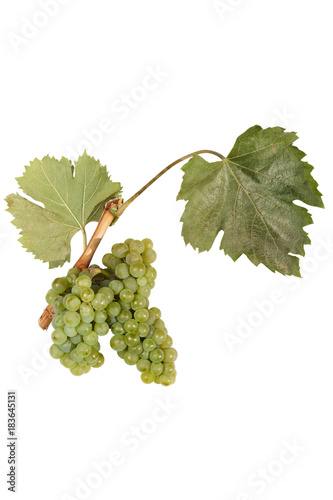 Bunch of grapes isolated on white photo