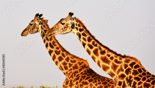 Giraffes gazing towards the vista of Amboseli National Park  in Kenya.