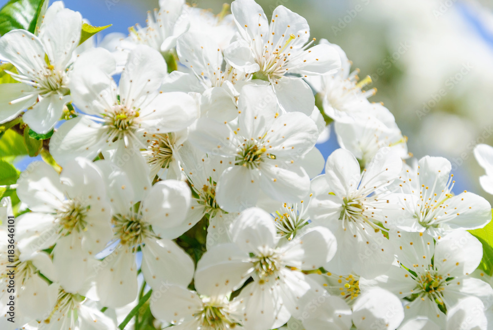 Branches of snow-white flowers of cherry blossoms