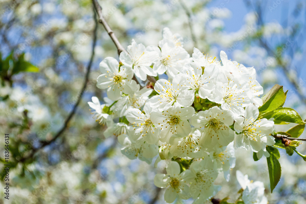 Branches of white flowers of cherry blossoms Branches of white flowers of cherry blossoms
