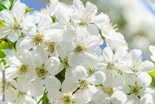 Fototapeta Naklejka Na Ścianę i Meble -  Branches of snow-white flowers of cherry blossoms