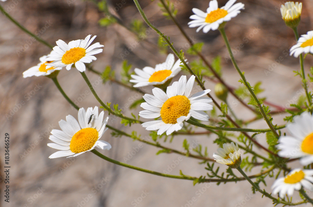 Obraz premium Beautiful daisy flower in the grass in springtime. Chamomile field flowers background. Herbal plants chamomile in the wild