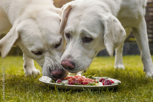 Fototapeta Naklejka Na Ścianę i Meble -  Zwei junge labrador welpen fressen zusammen einen Haufen Fleisch von einem Teller