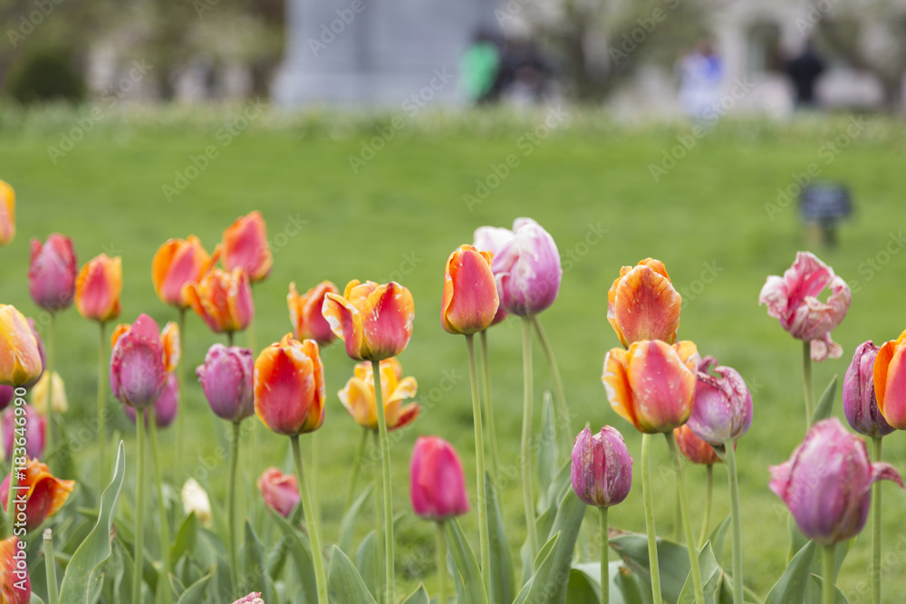Obraz premium Colors of Spring