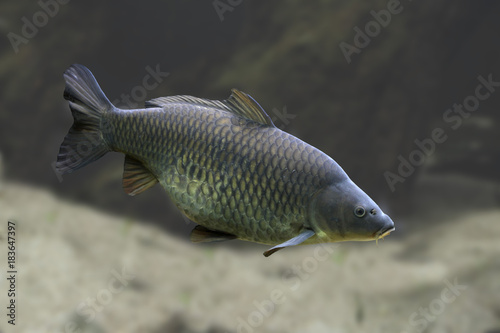 Spiegelkarpfen im Wasser, Cyprinus