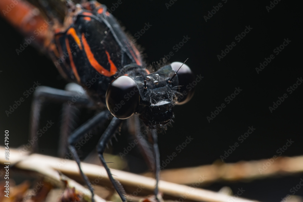 Fototapeta premium bugs and fly