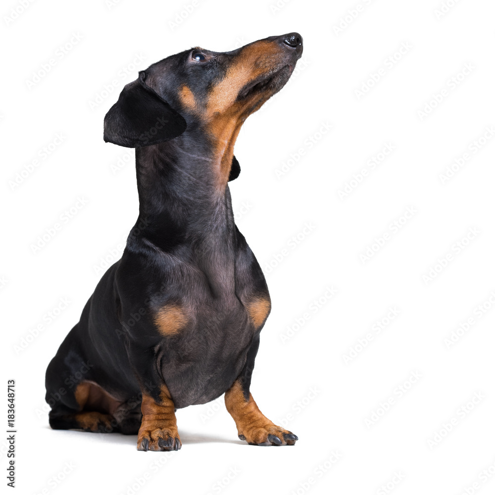 dog puppy dachshund, black and tan, looking up, isolated on white background