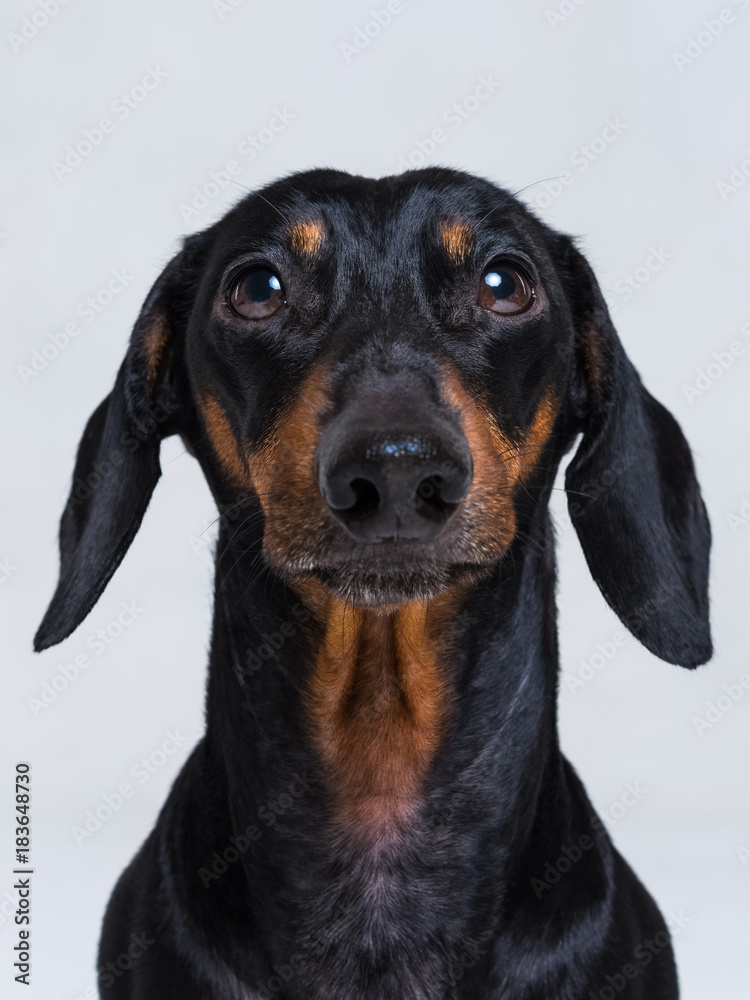 vertical сlose up portrait of Dachshund, black and tan,  on  gray background