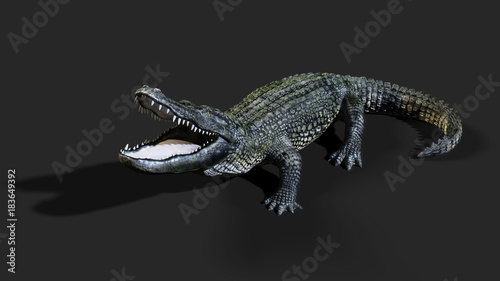 3D Illustration of a green American alligator isolated on grey background  American crocodile.